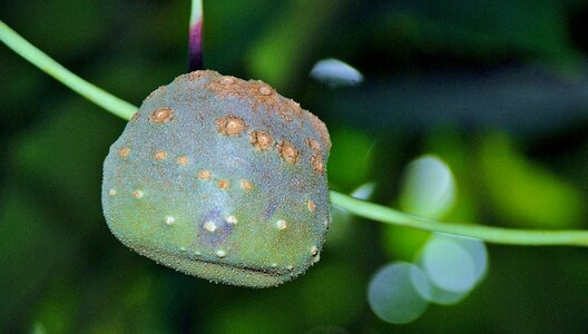 Plants macro fruit