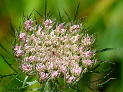 Pink white wild carrot