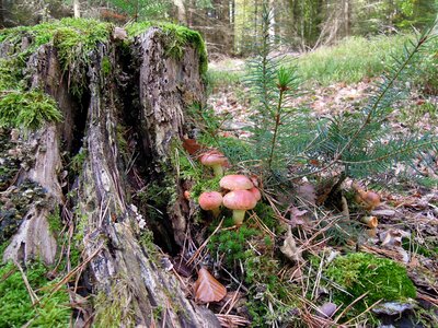 Root tree stump mushrooms photo