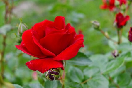 Beautiful Flowers red nature