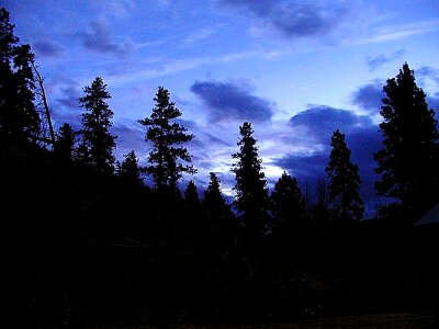 Evening forest trees