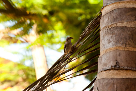 Sparrow Small Bird