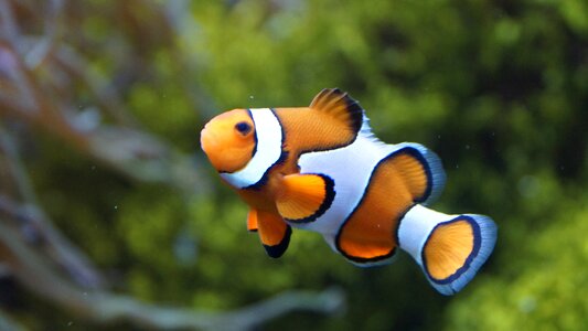 Sea nemo orange photo