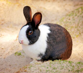 Animal cute rodent photo