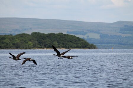 Loch lomond lake birds