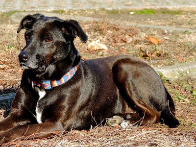 Hunting Dog canine dog photo