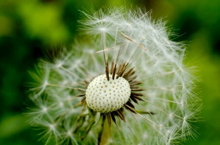 Beautiful beautiful flowers beautiful image