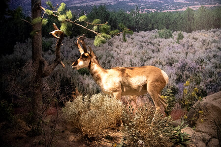 Desert Antelope model photo