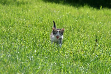 Pets stray animal puppy