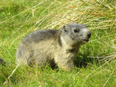 Animal marmota marmota alpine