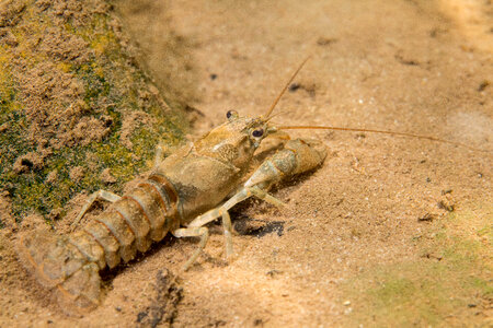 Allegheny Crayfish-3 photo
