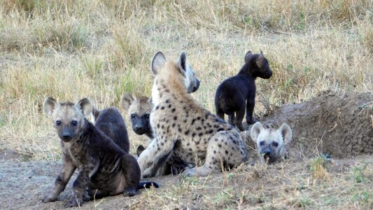 Animals hyaenas wildlife