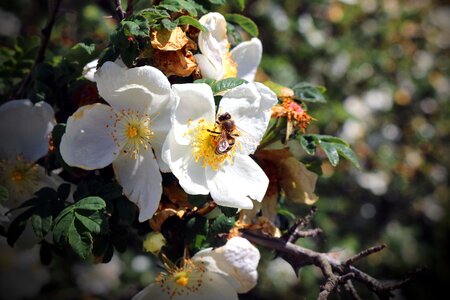 Macro flower flowers photo