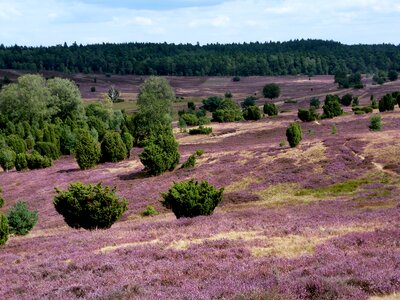Heather hiking heathland