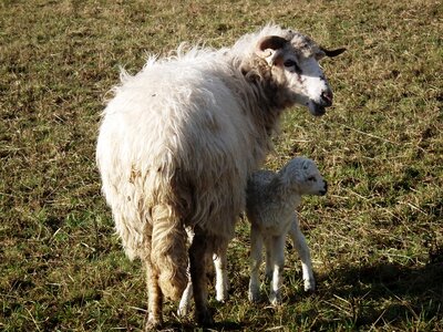 Pasture motherly love wool photo