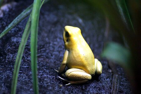 Amphibian animal frog