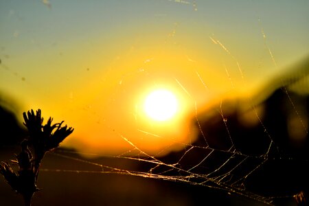 Summer Time sunset spider web