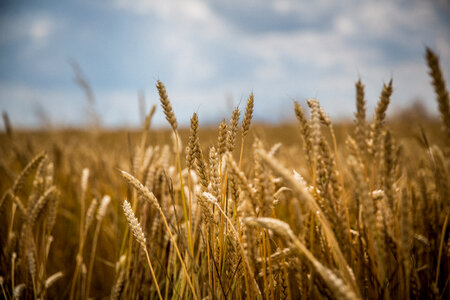 Wheat Field in Summer Time photo
