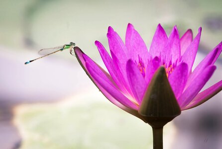 Pond damselfly summer