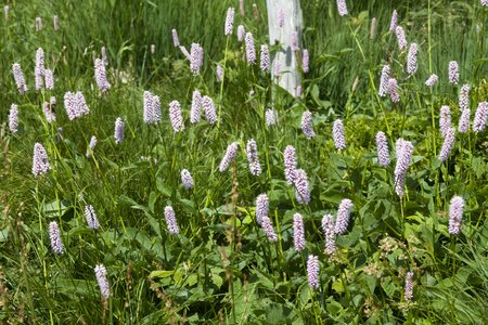 Summer summer meadow flowers