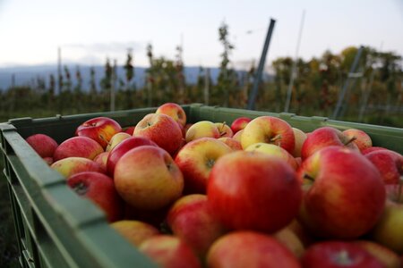 Autumn eat food