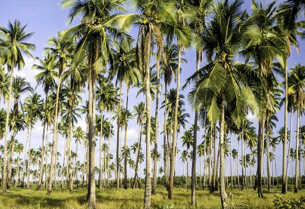 Palm Forest in the Philippines photo