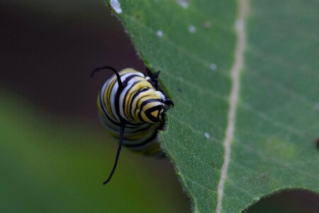 Bug butterfly larva photo