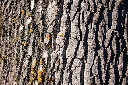 Old poplar bast shed bark