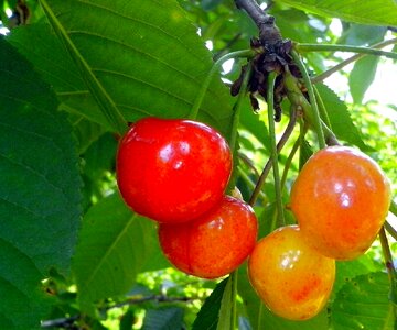 Bouquet cherries fruit