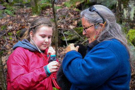 Tagging of black bear cubs