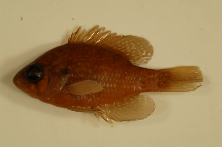Enneacanthus gloriosus