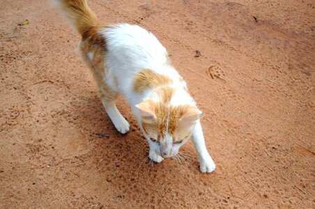 Cat white yellow