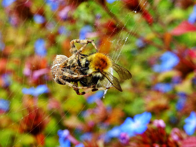 Spider Eating a Bee photo