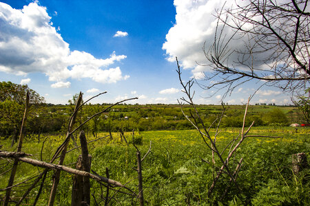 Meadow photo