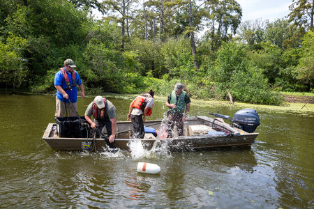 Alligator gar-1 photo