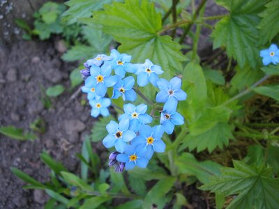 Blue forget me not earth