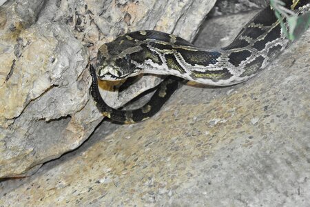 Python snake reptile