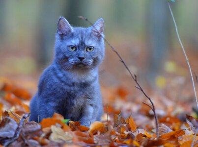 Forest nature sweet