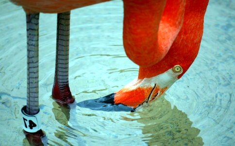 Beak bird exotic