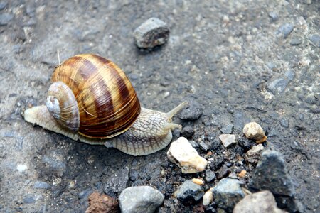 Mollusk crawl shell