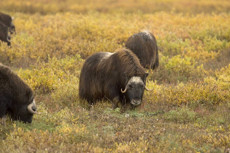 Muskoxen meander across the Arctic Refuge coastal plain photo