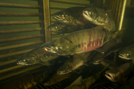 Salmon migrating through weir-1