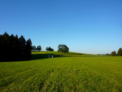 Meadow pasture idyll