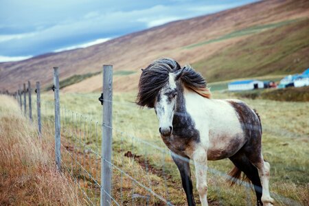 Long Haired Horse By Fence photo