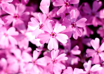 Small pink flowers