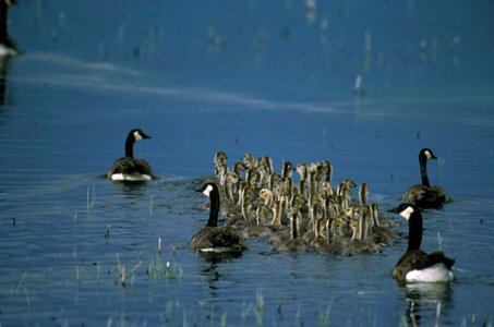 Bathe canadian geese photo