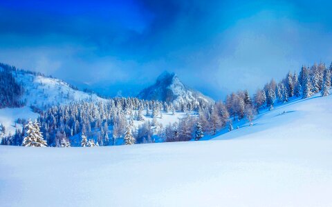 Winter mountain fir forest snowy panorama photo