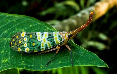 Proboscis long red