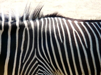 Animal africa steppe photo