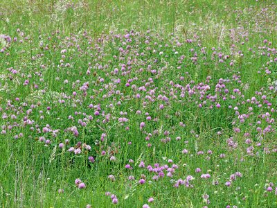 Fleurs des champs field green photo